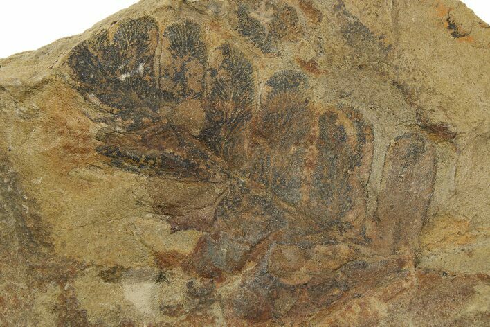 Fern (Pecopteris) Fossil - Mazon Creek #262569